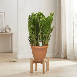 ZZ Plant (Zamioculcas zamiifolia) – 37cm Pot