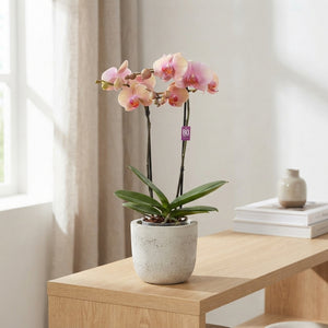 Mixed Phalaenopsis Orchid – 12cm Pot, 50cm High