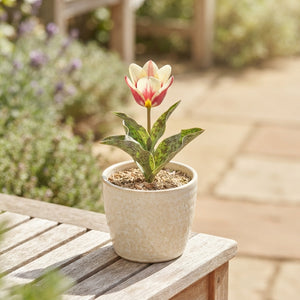 Tulipa Greigii ‘Mary Ann’ Tulip Bulbs – 12cm+