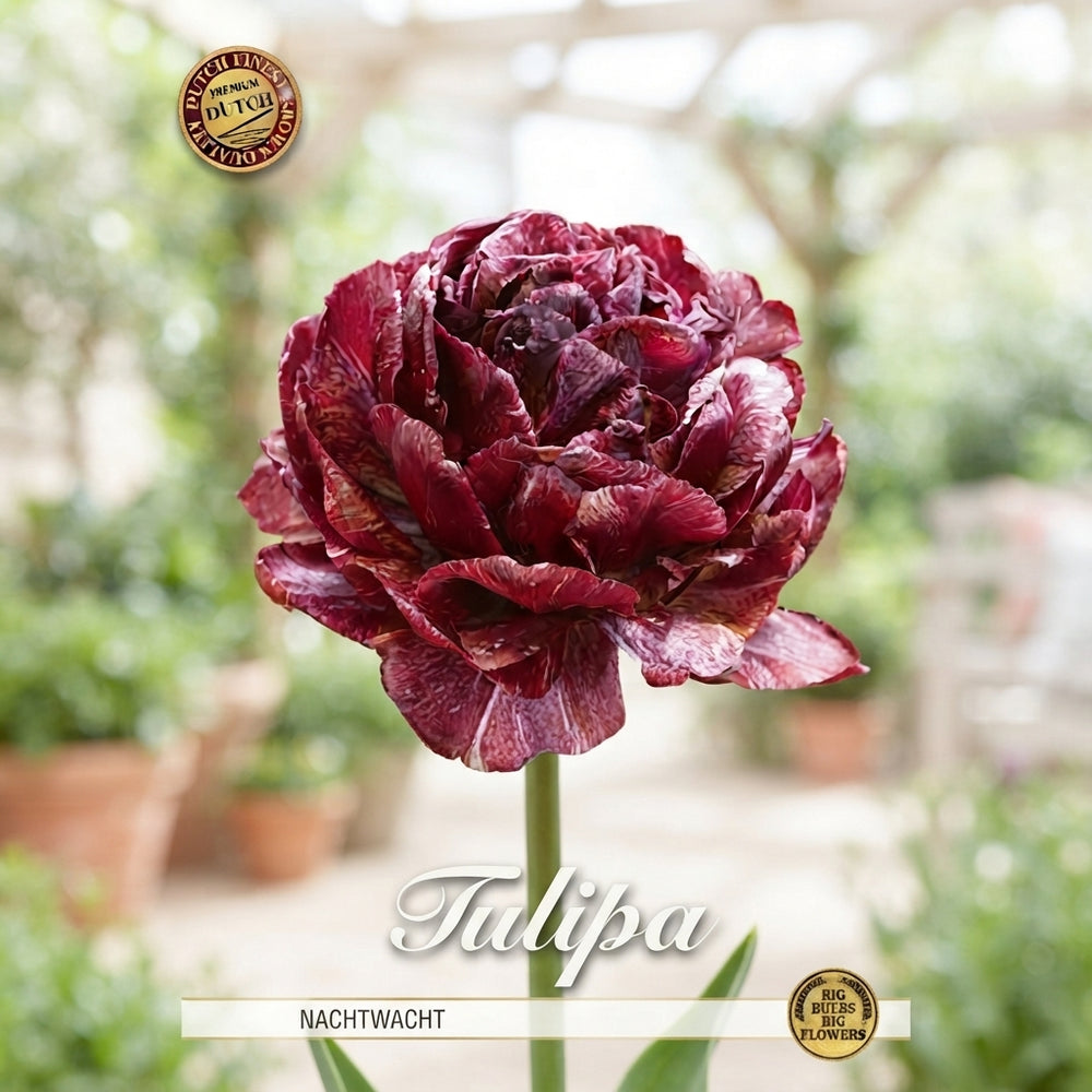 Nachtwacht Double Late Tulip Bulbs – 5 Bulbs