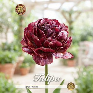 Nachtwacht Double Late Tulip Bulbs – 5 Bulbs