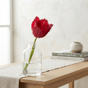 Tulipa Garden Moneymaker Tulip Bulbs – 12cm Bulb Size