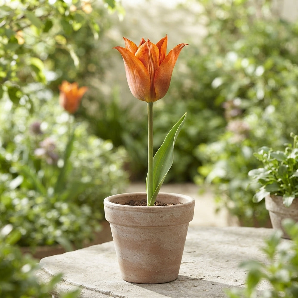 Tulip Triumph Flower Bulbs – 12cm+ Bulbs