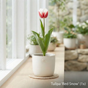 Red and White Tulip Bulbs (Tulipa 'Garden Red Snow')