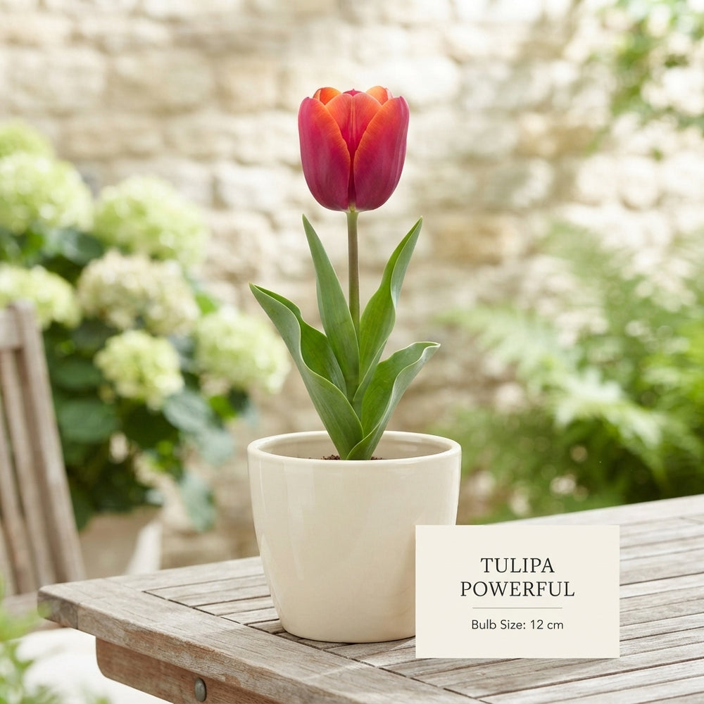 Tulipa ‘Garden Powerful’ Tulip Bulbs – 12/+ Bulbs