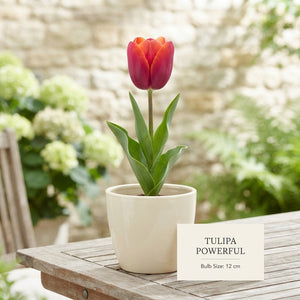Tulipa ‘Garden Powerful’ Tulip Bulbs – 12/+ Bulbs