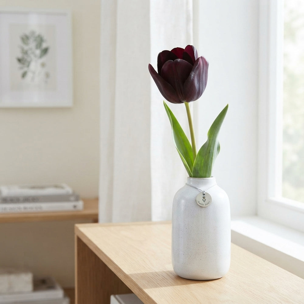 Tulipa ‘Garden Black Jacky’ Flower Bulbs – 12cm+