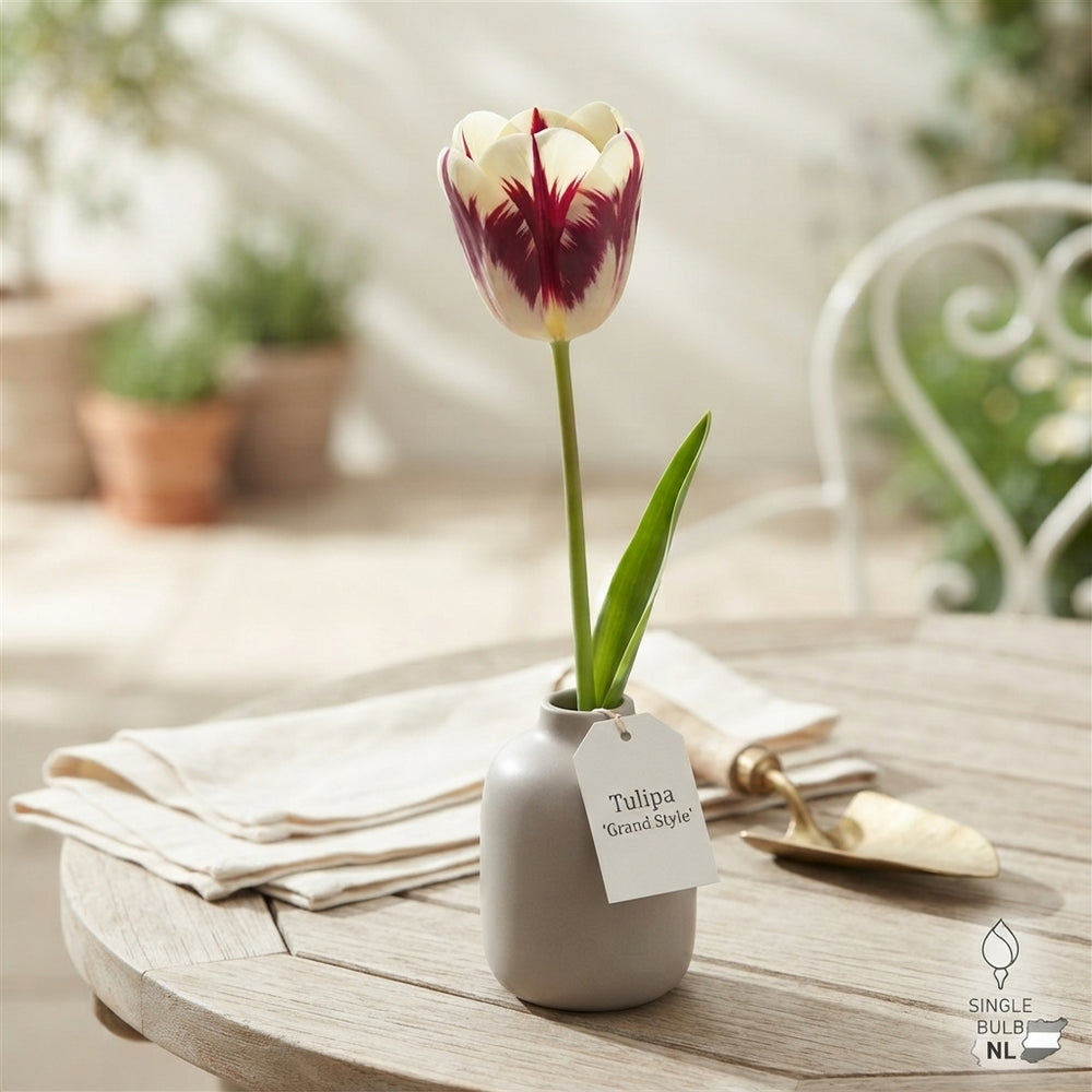 Tulipa ‘Garden Grand Style’ Tulip Bulbs – Size 12/+