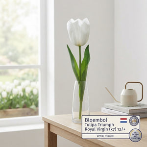 Royal Virgin Triumph Tulip Bulbs – 12cm+