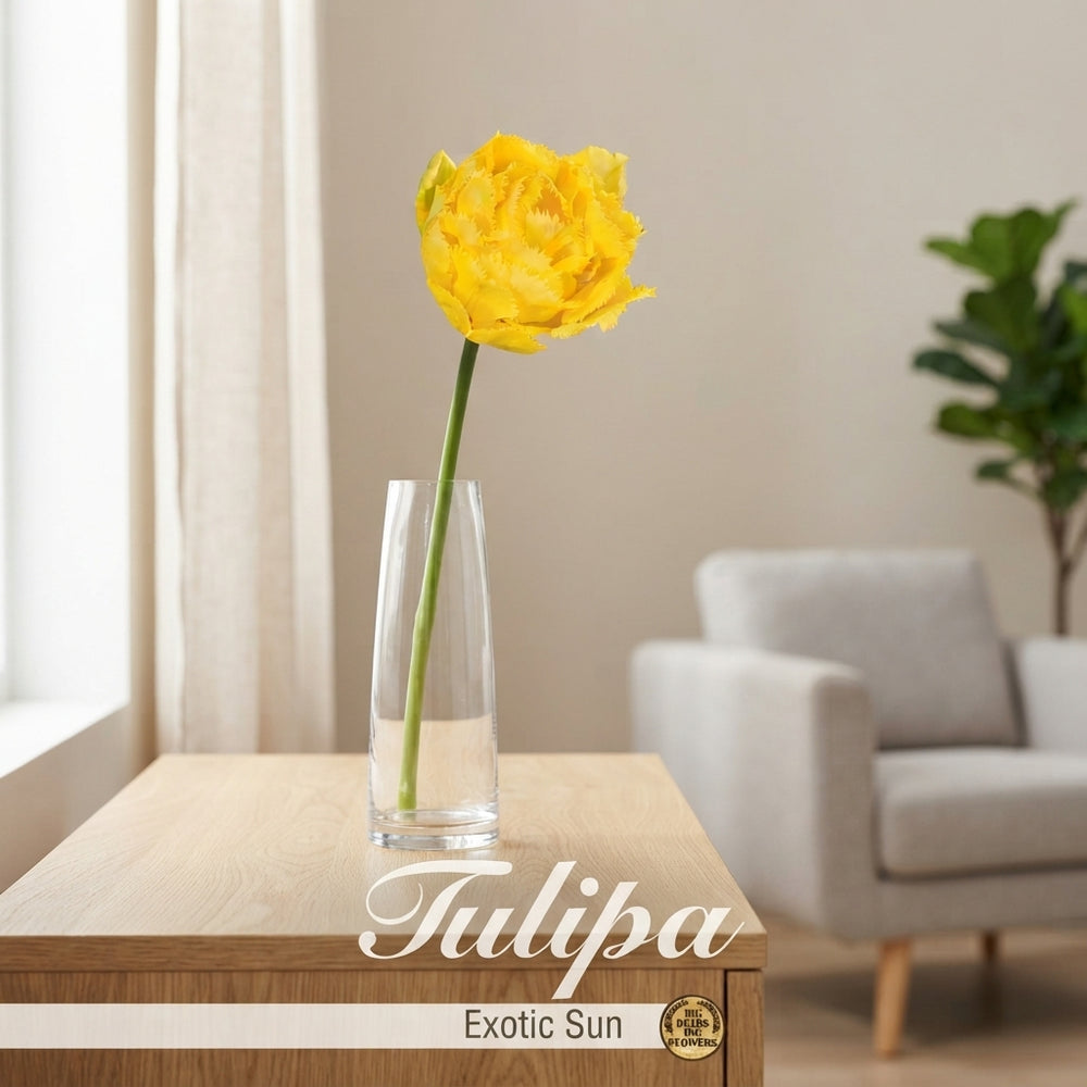 Fringed Double Tulip ‘Exotic Sun’ Bulbs – 12cm