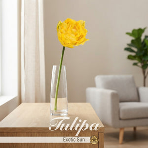 Fringed Double Tulip ‘Exotic Sun’ Bulbs – 12cm