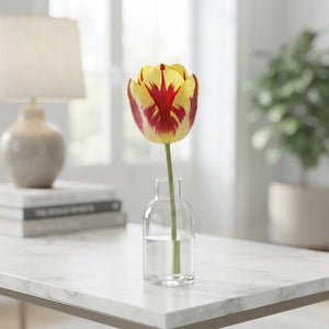 Tulipa 'Garden Vermeer' Tulip Bulbs – 12/+