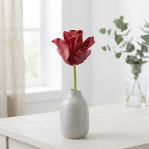 Tulipa 'Crown Red Dress' Tulip Bulbs – 12/+