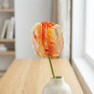 Parrot Tulip ‘Parrot King’ Flower Bulbs – 7 Bulbs