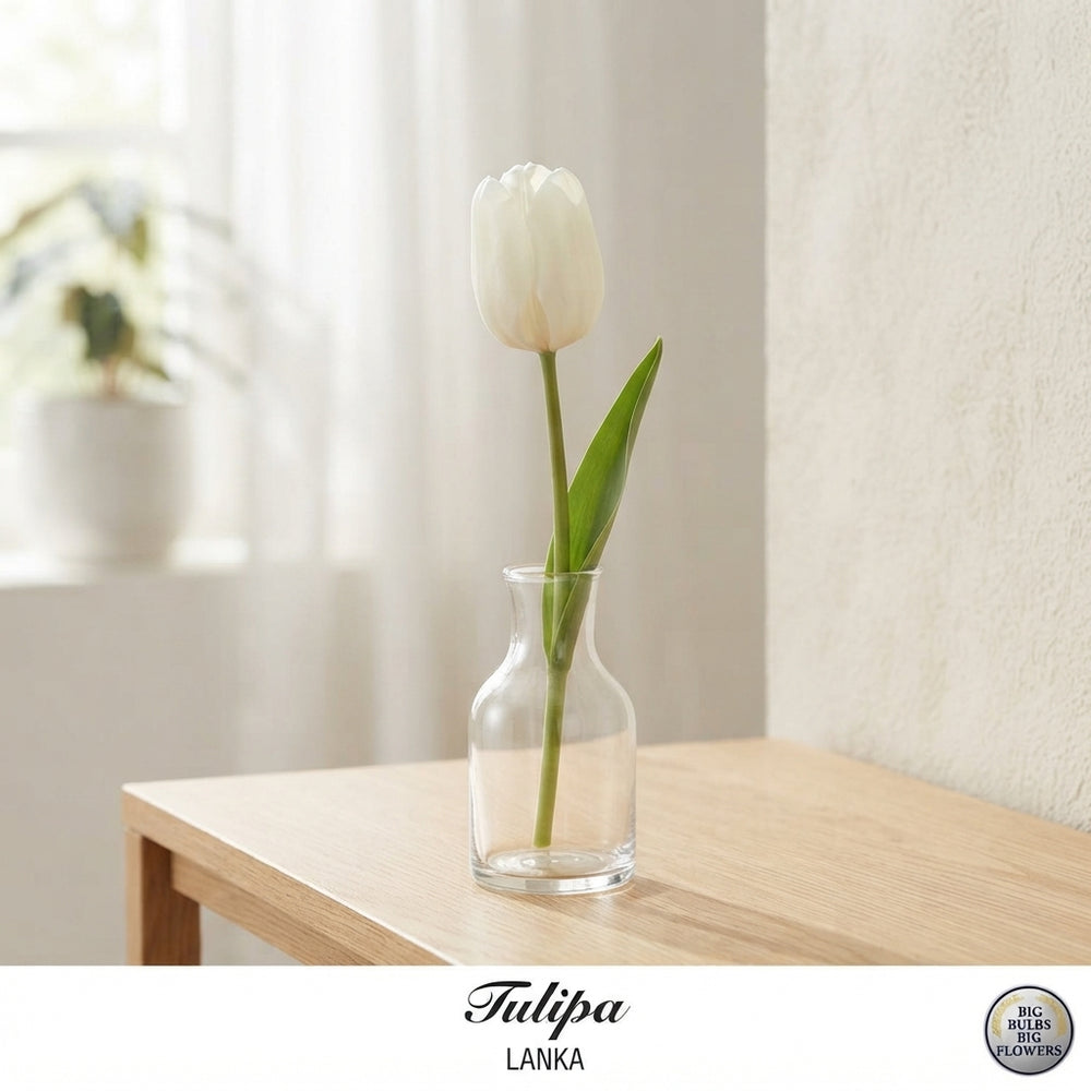 Tulipa Darwin Hybrid ‘Lanka’ Flower Bulbs – 7 Bulbs