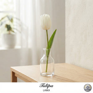 Tulipa Darwin Hybrid ‘Lanka’ Flower Bulbs – 7 Bulbs