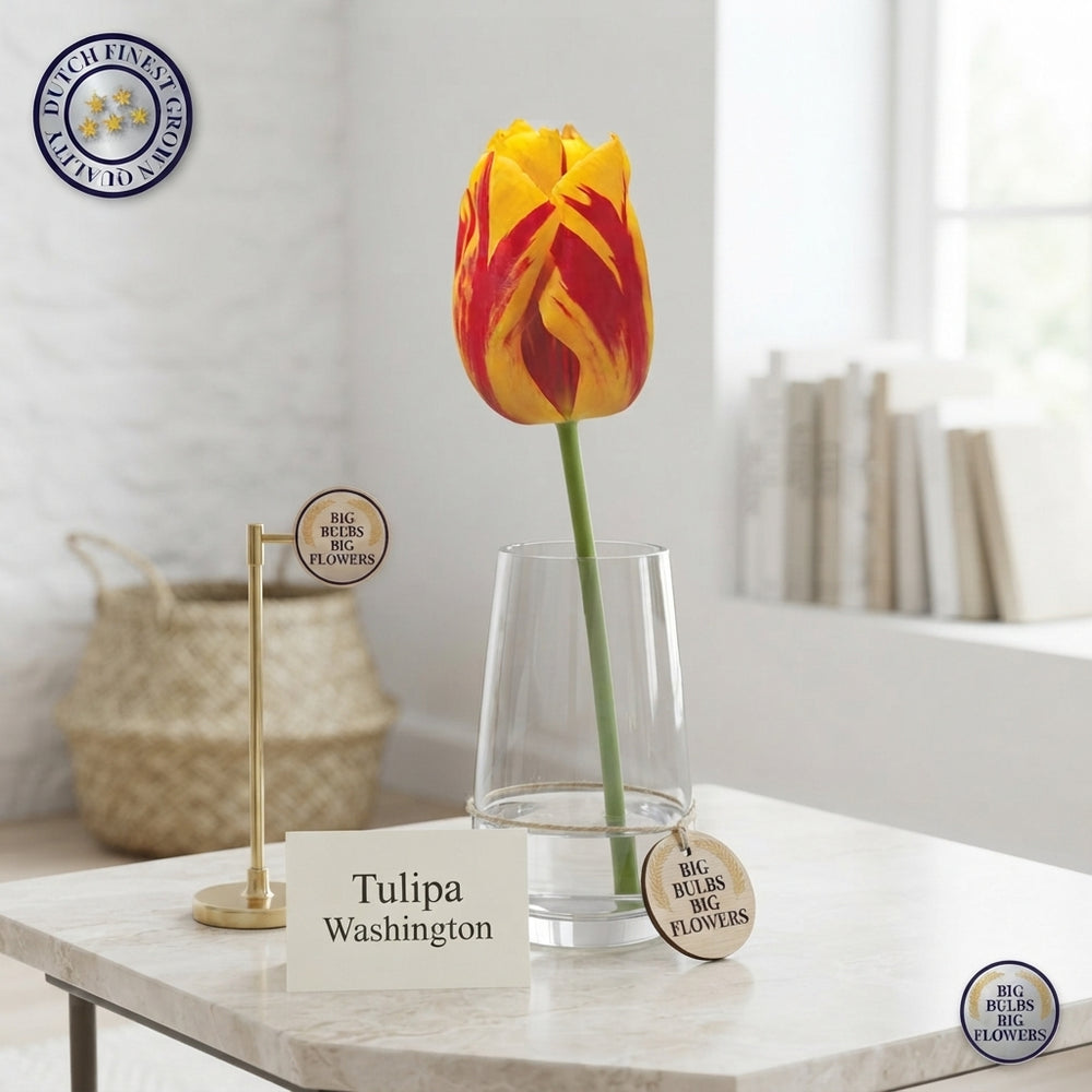 Tulipa Triumph ‘Washington’ Tulip Bulbs – 12/+