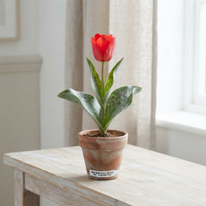 Mixed Botanical Tulip Bulbs (Tulipa kaufmanniana) – Bulb Size 12cm