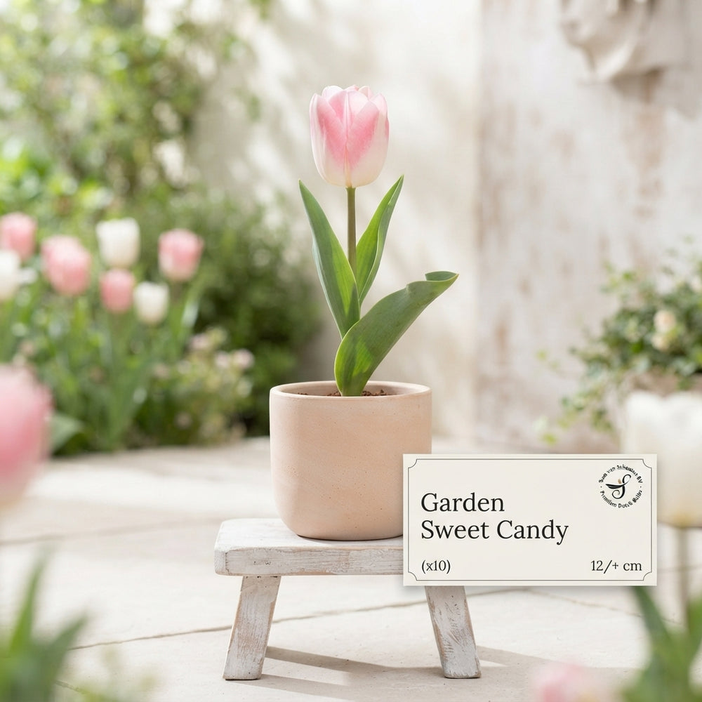 Tulipa ‘Garden Sweet Candy’ Tulip Bulbs – 12/+