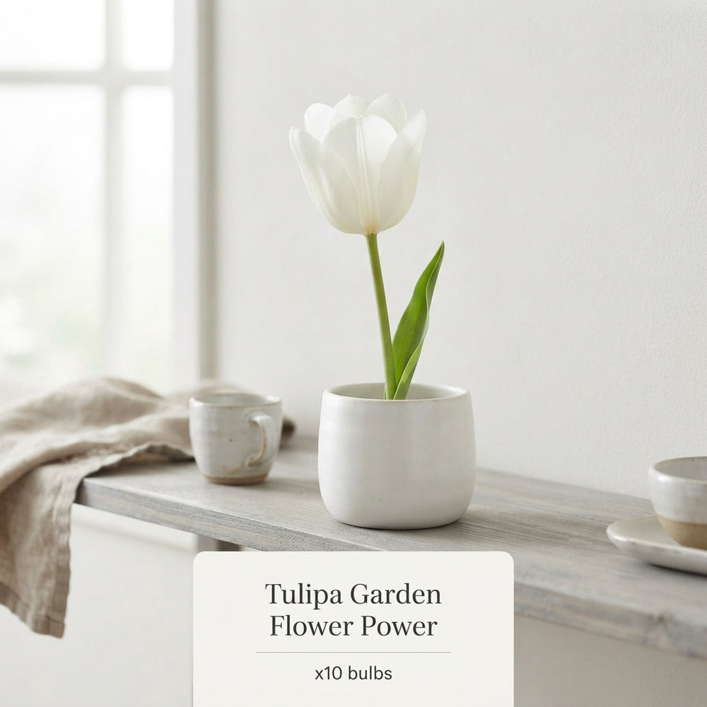 Tulipa Garden Flower Power Tulip Bulbs – 12/+