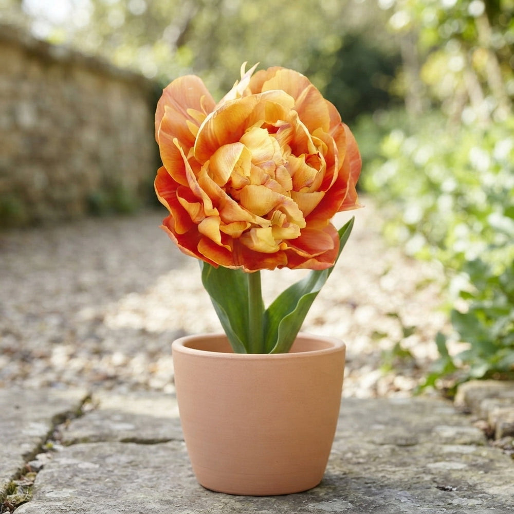 Tulipa ‘Valdivia’ Double Late Tulip Bulbs – 12/+