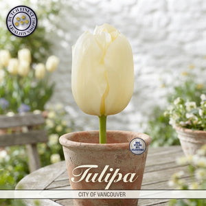 Tulip ‘City of Vancouver’ Single Late Flower Bulbs – 12cm Bulbs