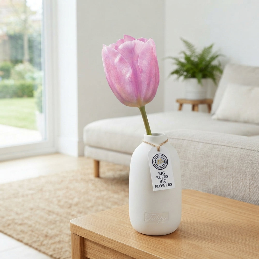 Tulipa Triumph ‘Synaeda Amor’ Flower Bulbs – 12/+