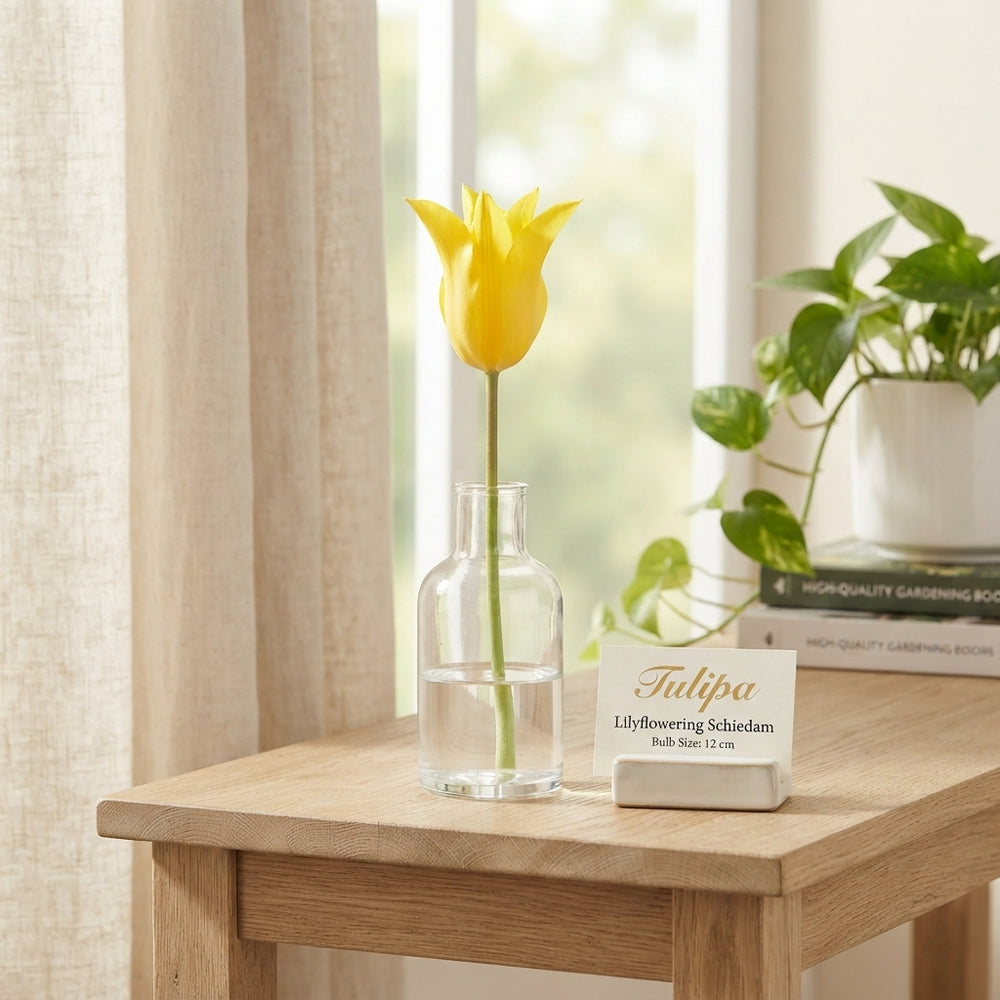 Tulipa Lily-Flowered ‘Schiedam’ Flower Bulbs – 12cm+