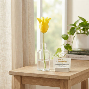 Tulipa Lily-Flowered ‘Schiedam’ Flower Bulbs – 12cm+
