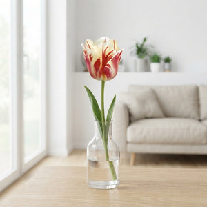 Tulipa ‘Sorbet’ Single Late Tulip Bulbs – 7 Bulbs