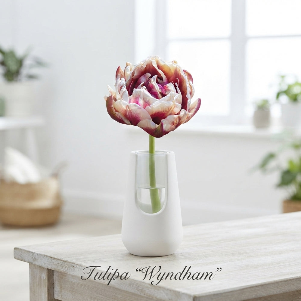 Tulipa ‘Wyndham’ Double Late Tulip Bulbs – 7 Bulbs