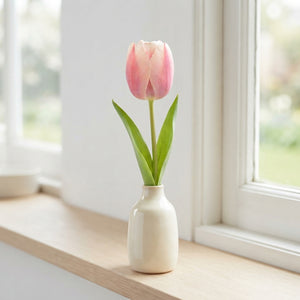 Apricot Delight Tulip Bulbs (Tulipa) – 7 Bulbs