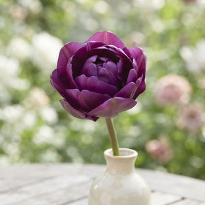 Double Late ‘Negrita Double’ Tulip Bulbs – 7 Pack