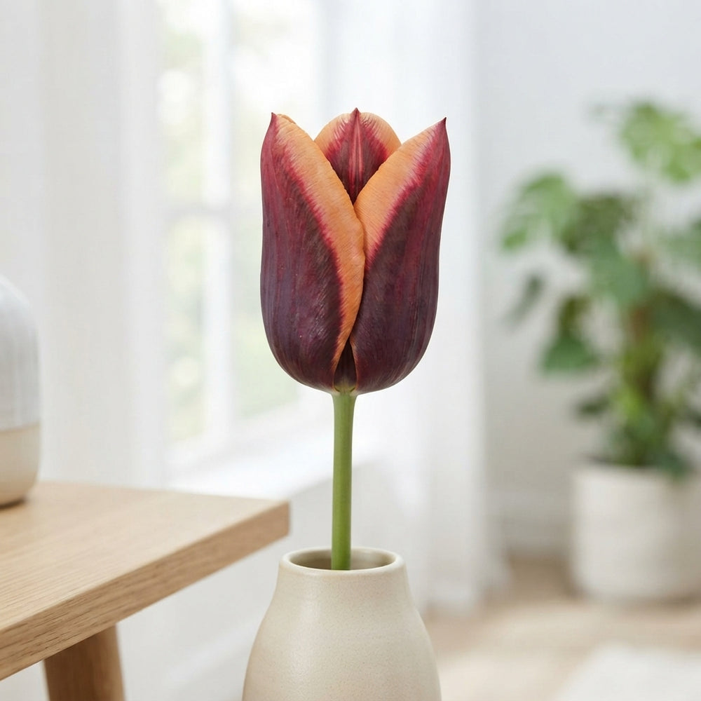 Tulipa Triumph ‘Muvota’ Flower Bulbs – 7 Bulbs