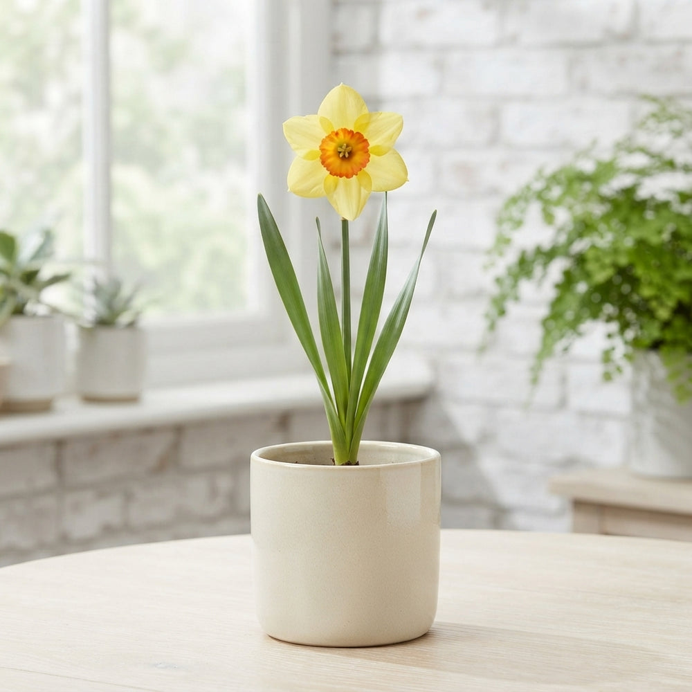 Narcissus ‘Suzy’ Daffodil Flower Bulbs