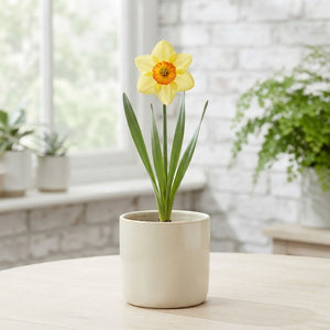 Narcissus ‘Suzy’ Daffodil Flower Bulbs