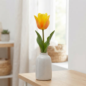 Tulipa kaufmanniana ‘Buttercup’ Flower Bulbs – Pack of 7
