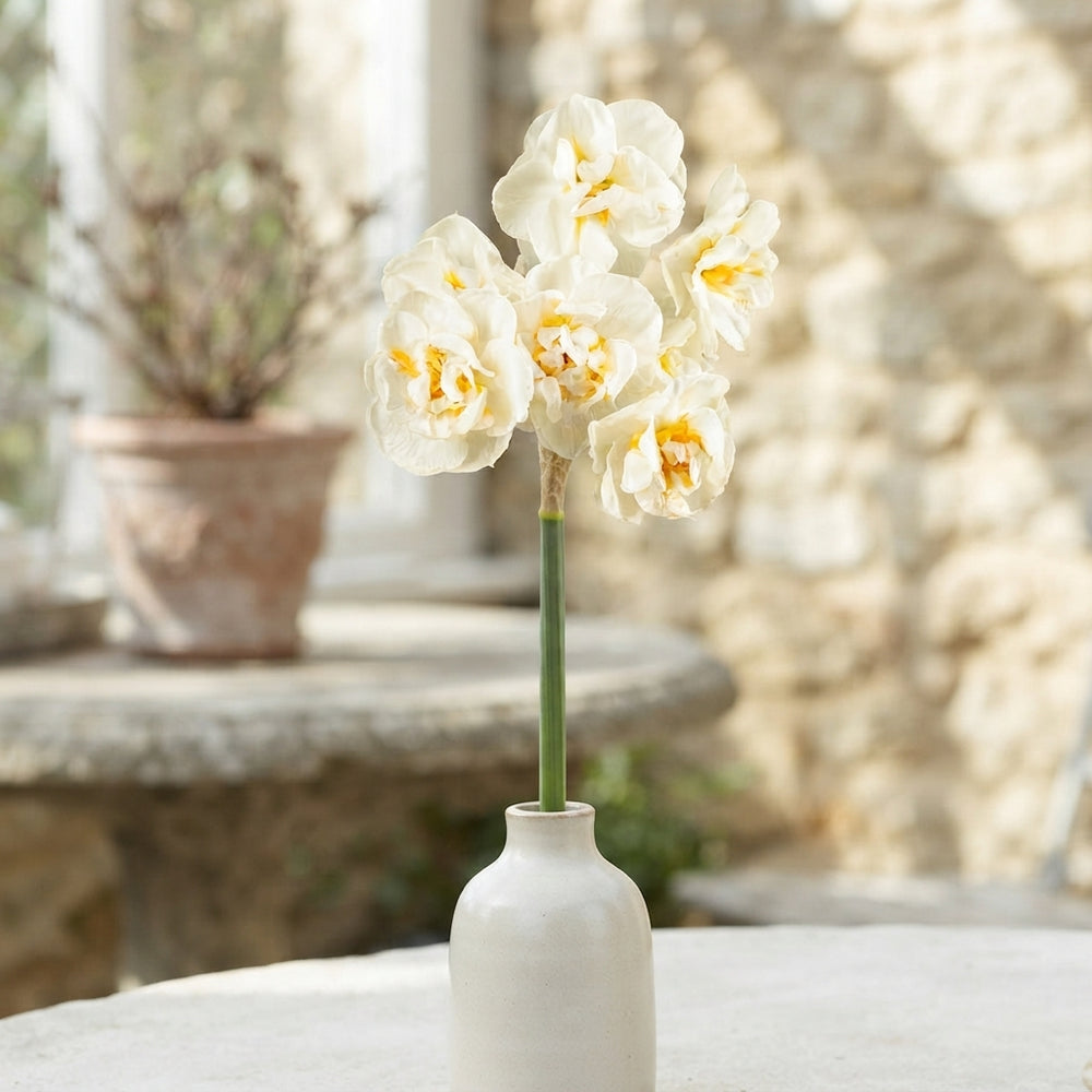 Narcissus Bridal Crown Daffodil Bulbs – 6 Bulbs