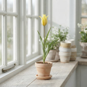 Species Tulip Bulbs (Tulipa sylvestris) – Pack of 10