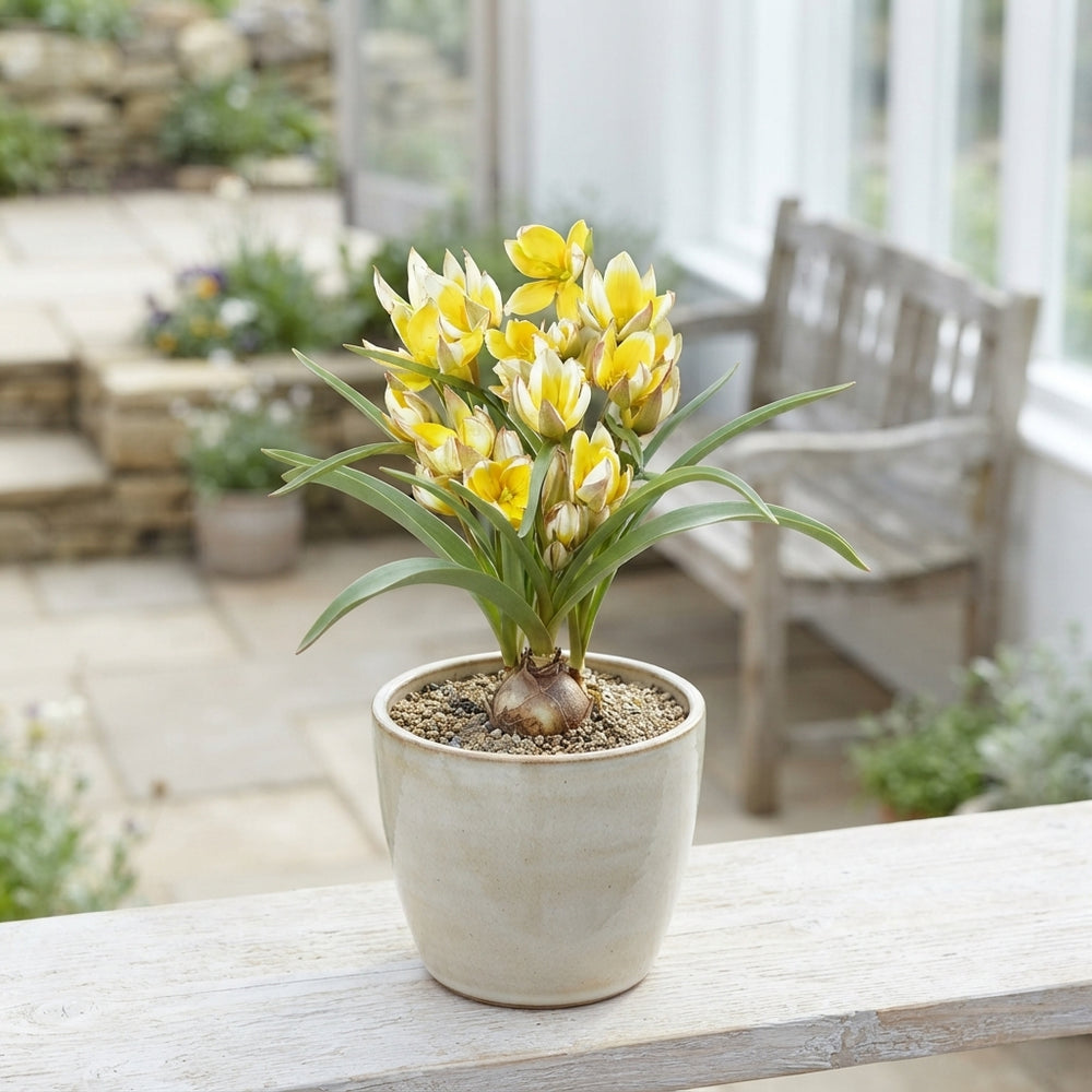 Tulipa tarda Species Tulip Bulbs – Pack of 10