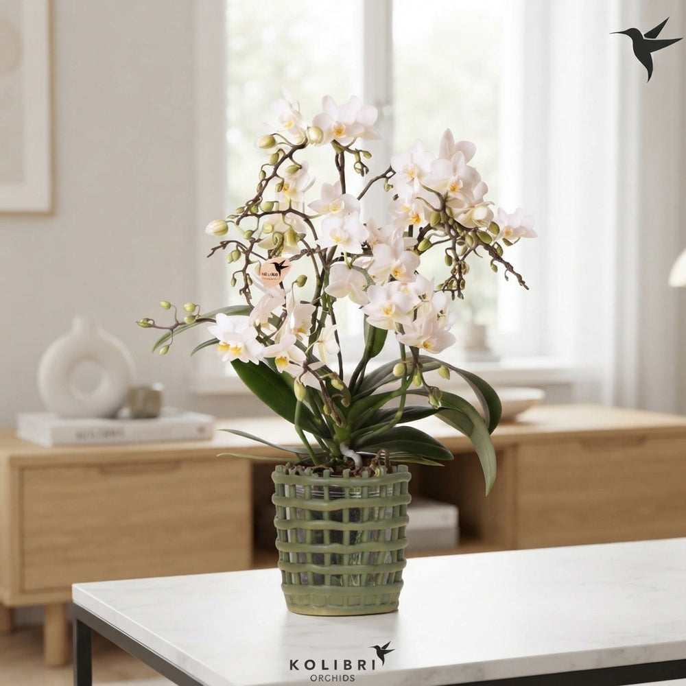 White Phalaenopsis Orchid ‘Kolibri Wild’ – 9cm Pot