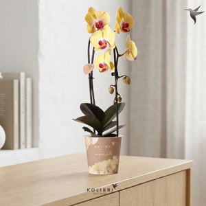 White Phalaenopsis Orchid – 12cm Pot, 45cm Tall
