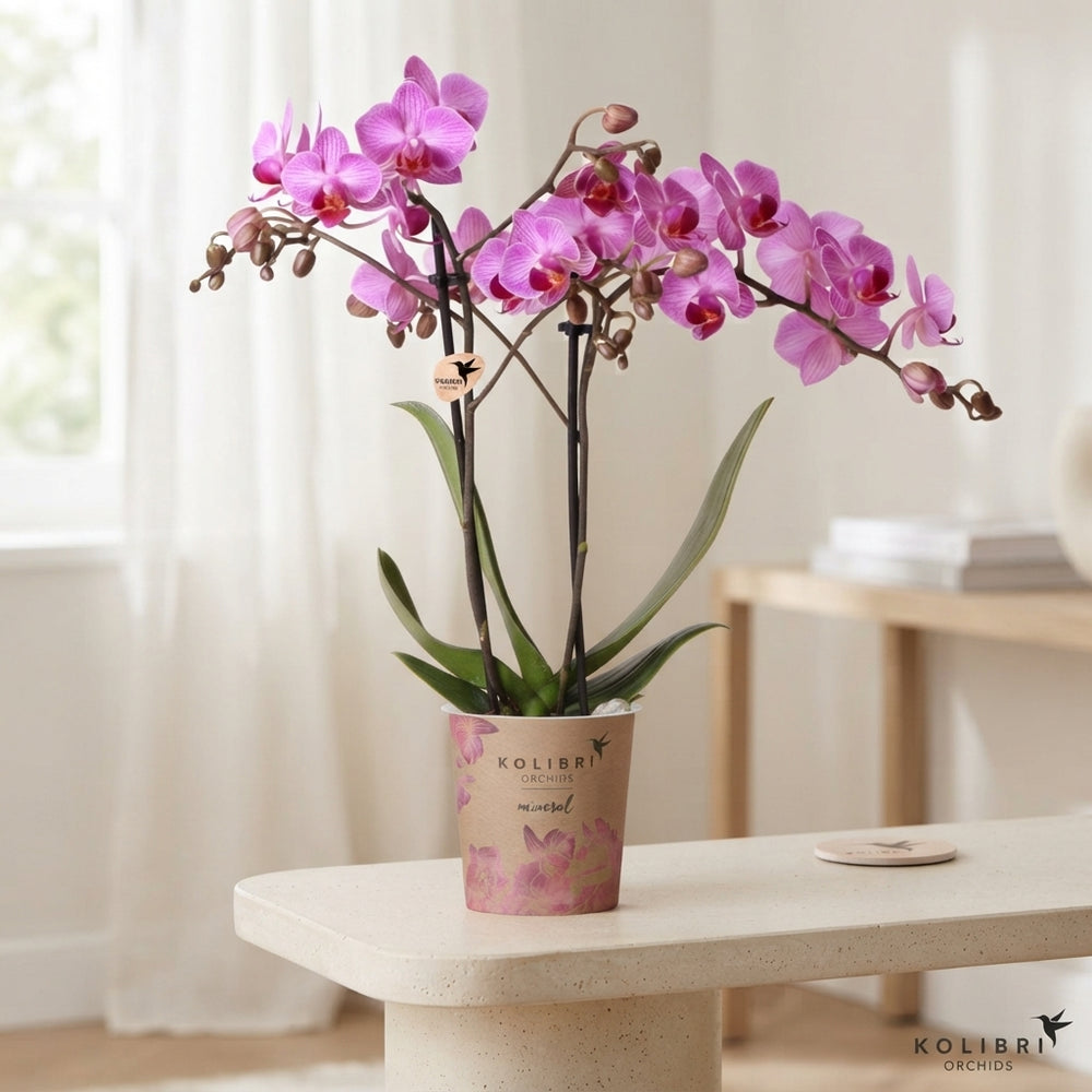 Pink Phalaenopsis Orchid – 9cm Pot, 40cm Tall