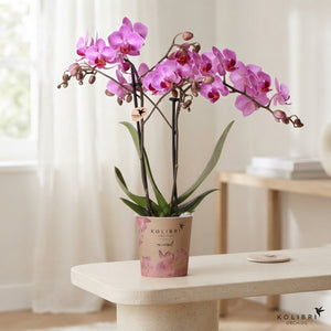 Pink Phalaenopsis Orchid – 9cm Pot, 40cm Tall