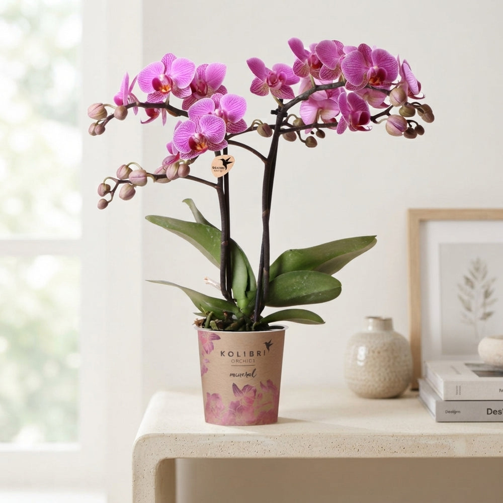 Kolibri Phalaenopsis Orchid – 9cm Pot, 40cm