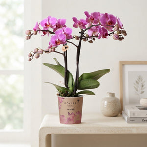 Kolibri Phalaenopsis Orchid – 9cm Pot, 40cm