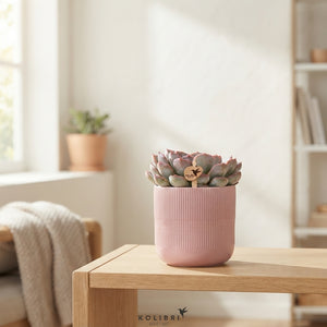 Mixed Succulent Collection – 12cm Ceramic Pot