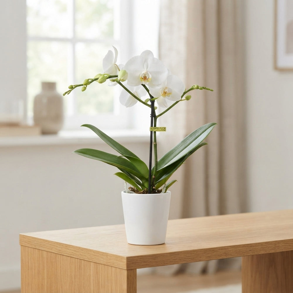White Phalaenopsis Orchid – 12cm Pot, 40cm Tall