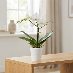 White Phalaenopsis Orchid – 12cm Pot, 40cm Tall