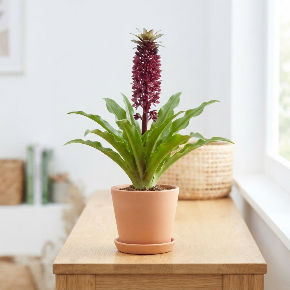 Burgundy Eucomis Summer Flower